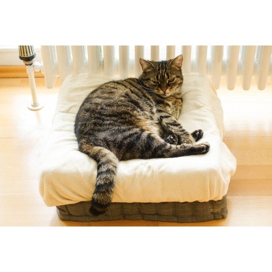 Pihenő cica - vászonkép, vászonfotó, vakráma 45 × 30 cm