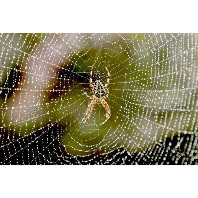 Keresztespók - vászonkép, vászonfotó, vakráma 45 × 30 cm