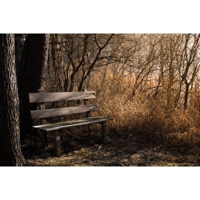 Pad az erdőben - vászonkép, vászonfotó, vakráma 45 × 30 cm