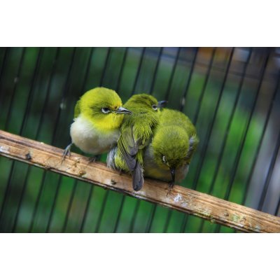 Három madár - vászonkép, vászonfotó, vakráma 45 × 30 cm