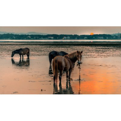 Vad lovak - vászonkép, vászonfotó, vakráma 45 × 30 cm