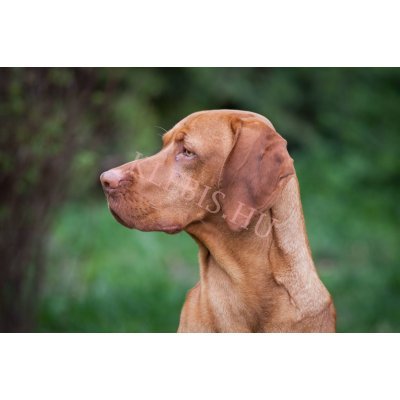 Magyar Vizsla laptop matrica Magyar Vizsla laptop matrica