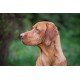 Magyar Vizsla laptop matrica Magyar Vizsla laptop matrica