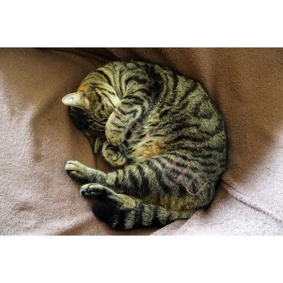 Aranyos cica laptop matrica