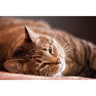 Fekvő cica laptop matrica