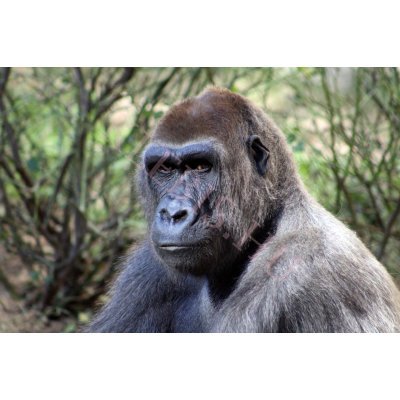 Gorilla laptop matrica