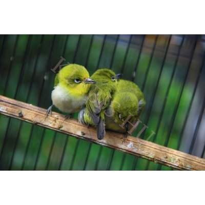 Három madár laptop matrica