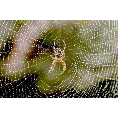 Keresztespók laptop matrica