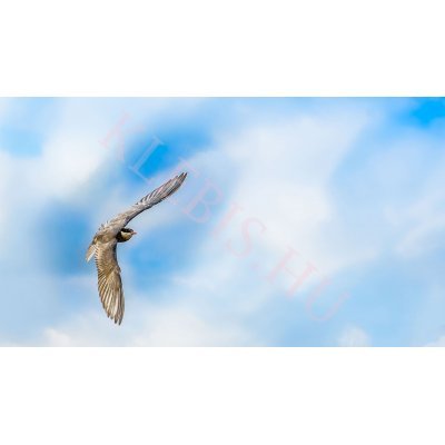 Madár az égen laptop matrica