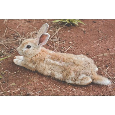 Nyuszi laptop matrica