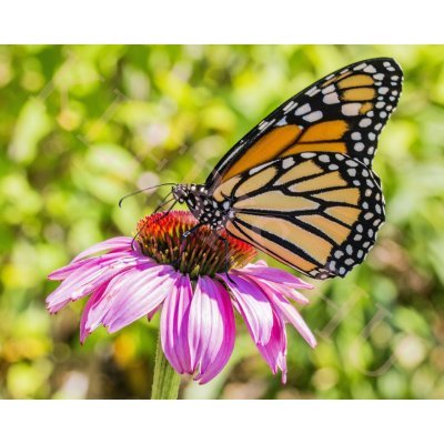 Óriás pillangó laptop matrica