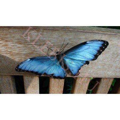 Pillangó laptop matrica