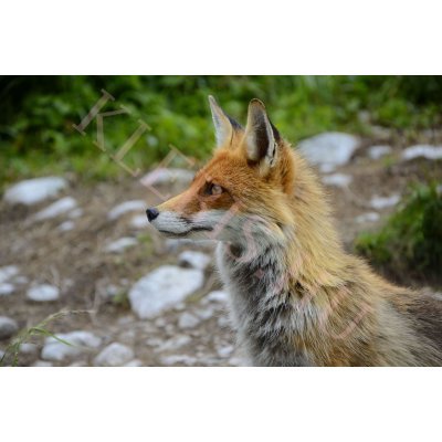 Róka laptop matrica