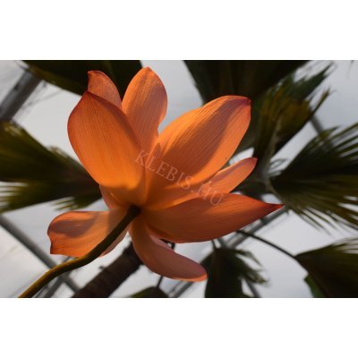 Csónakorchidea laptop matrica Csónakorchidea laptop matrica