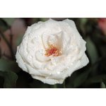Fehér rózsa laptop matrica