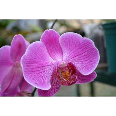 Lepkeorchidea laptop matrica Lepkeorchidea laptop matrica