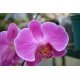 Lepkeorchidea laptop matrica Lepkeorchidea laptop matrica